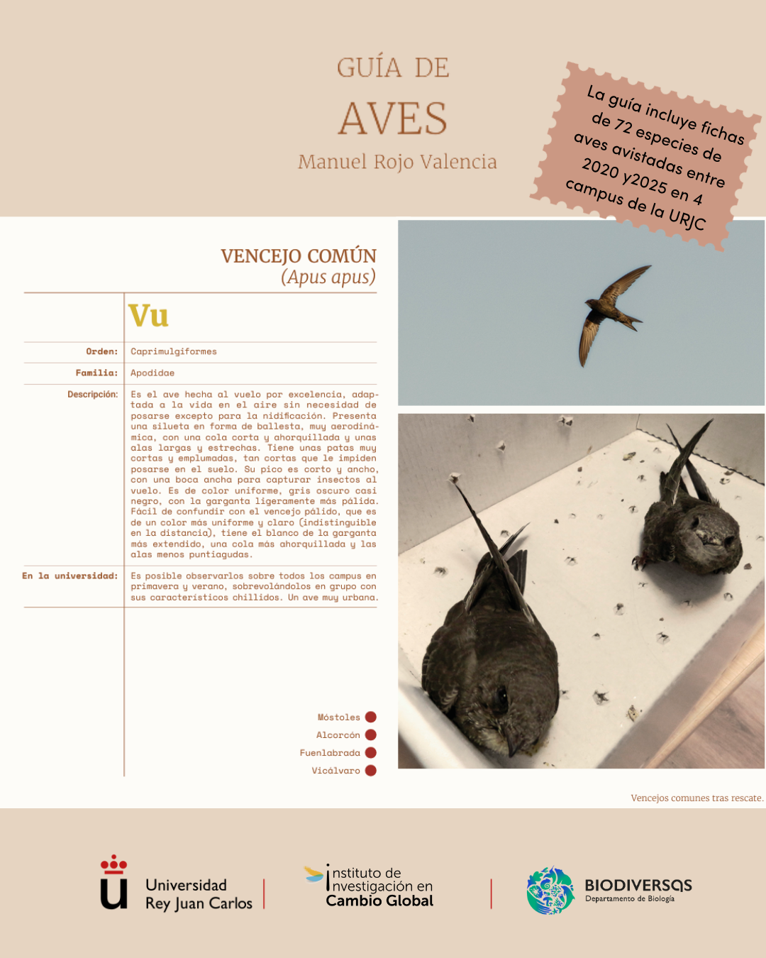 example bird fiche
