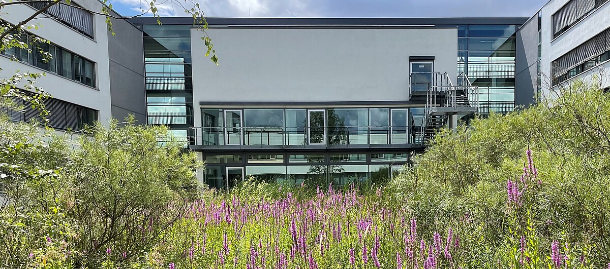 Wildflower and Insect Meadows on Campus Grounds