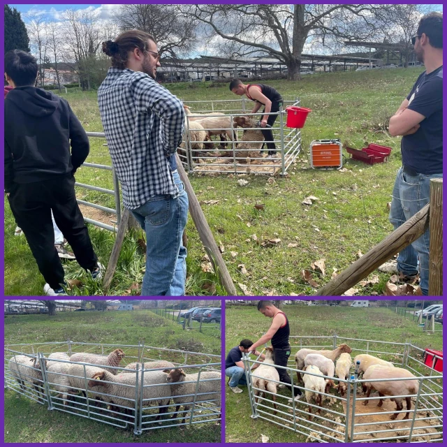 Eco-grazing on campus of Gardanne IMt Mines Saint Etienne